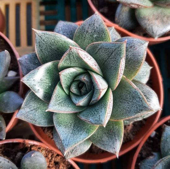 Echeveria Purpusorum