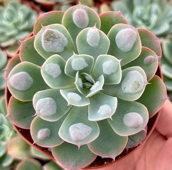 Echeveria Raindrops