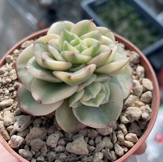 Echeveria Rolly