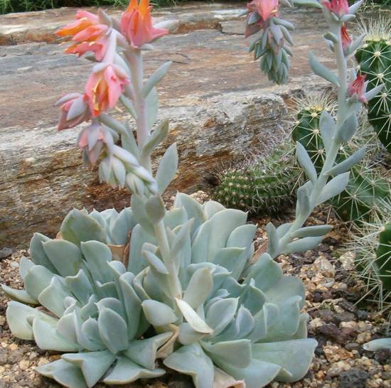 Echeveria Runyonii