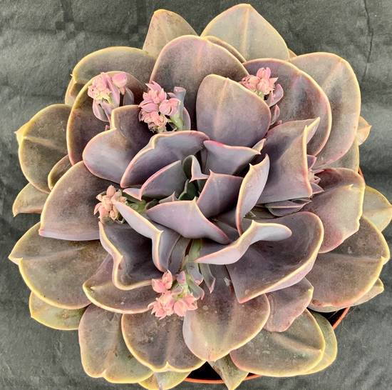 Echeveria Serena