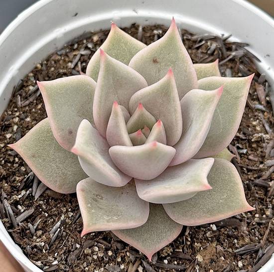 Echeveria Serengeti