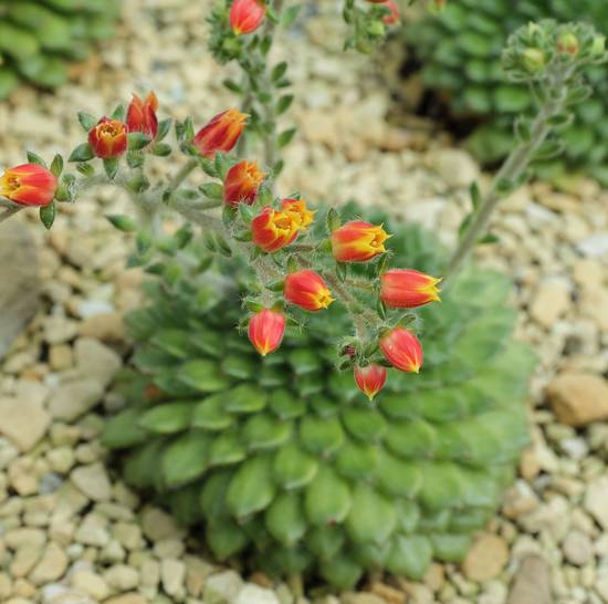 Echeveria Setosa