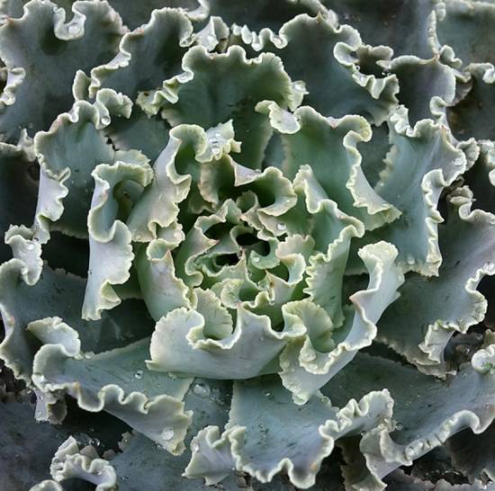 Echeveria Shaviana