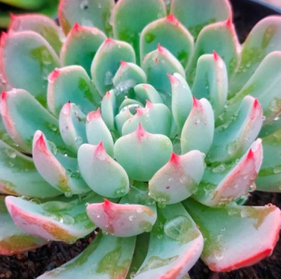 Echeveria Sitifukumiama