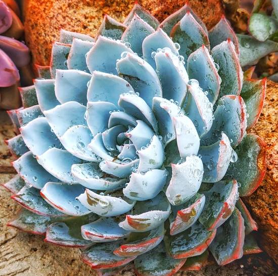 Echeveria Subsessilis