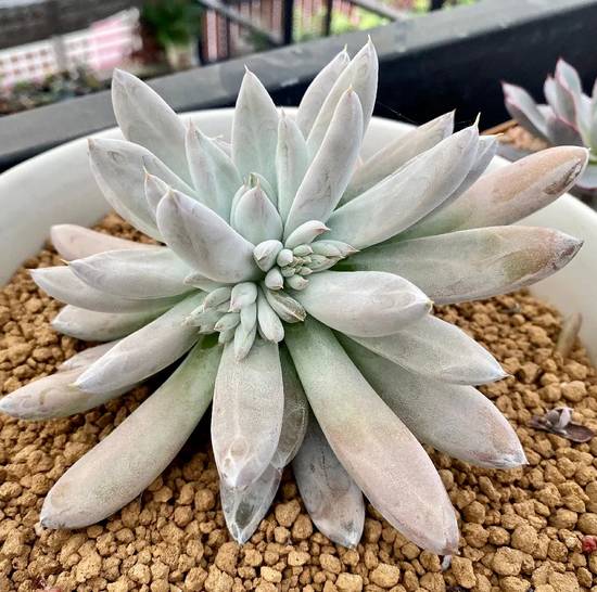 Echeveria Tolimanensis
