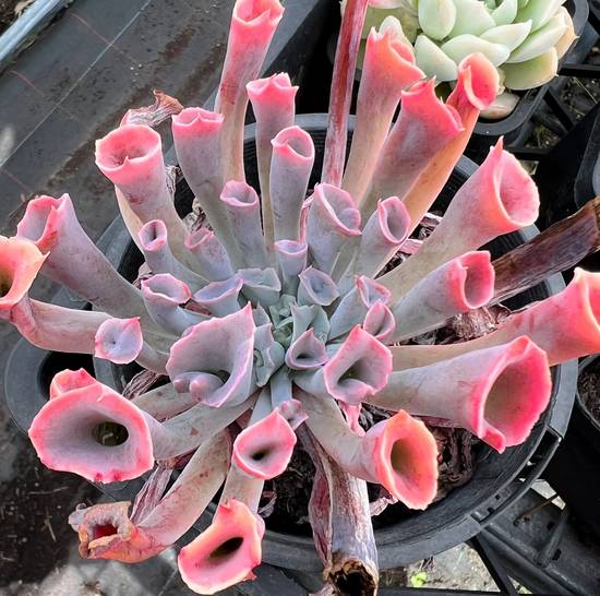 Echeveria Trumpet Pinky