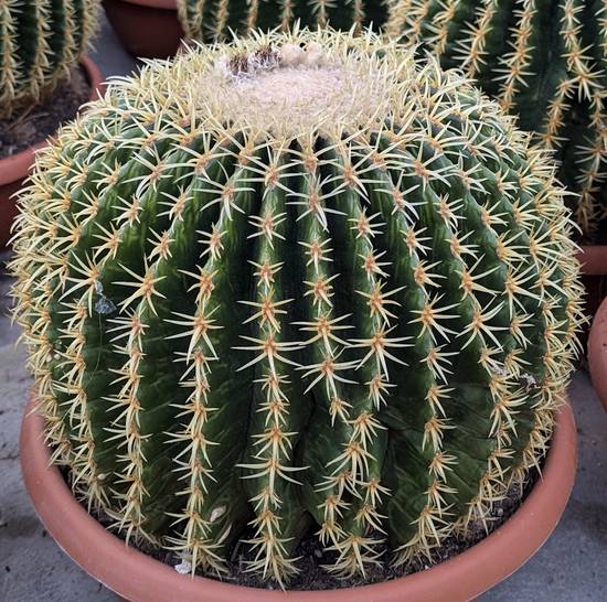 Echinocactus Grusonii Brevispinus