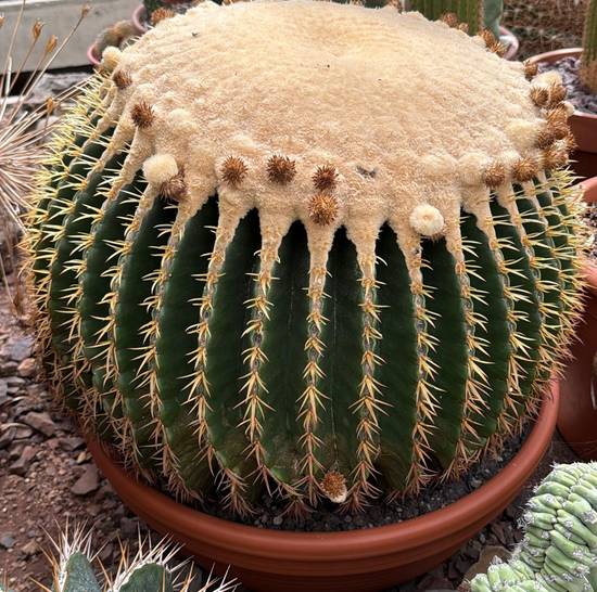 Echinocactus Grusonii Intermedius Uncinatus