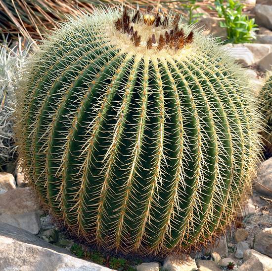 Echinocactus Grusonii