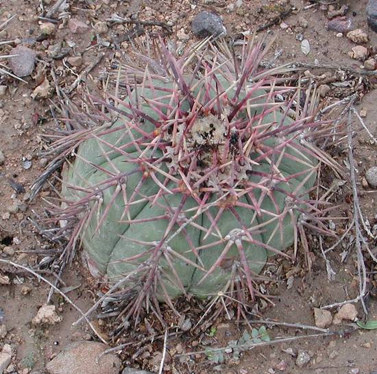 Echinocactus Horizonthalonius