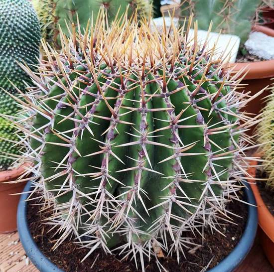 Echinocactus Ingens