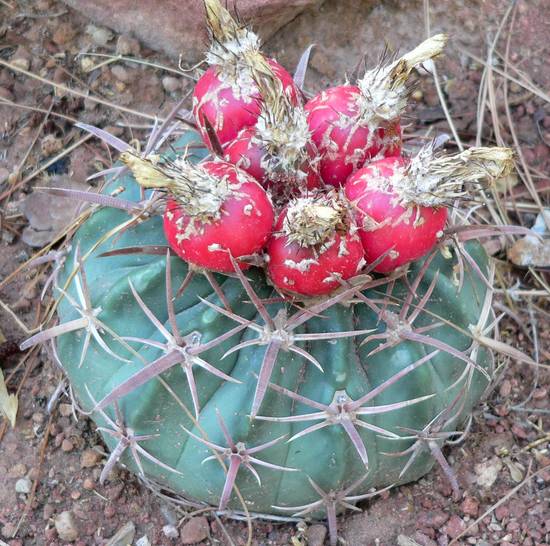Echinocactus Texensis
