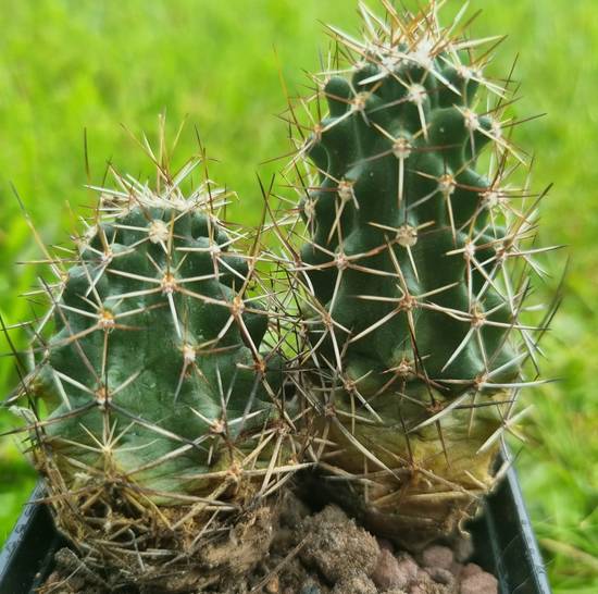 Echinocereus Fendleri