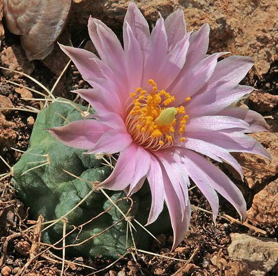 Echinocereus Knippelianus