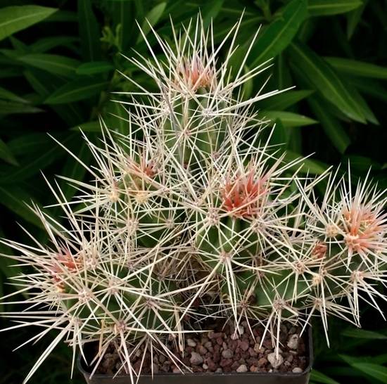Echinocereus Maritimus