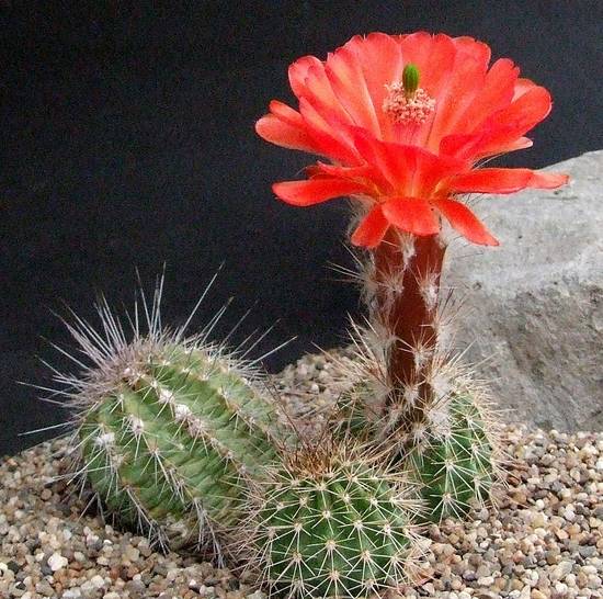 Echinocereus Matthesianus