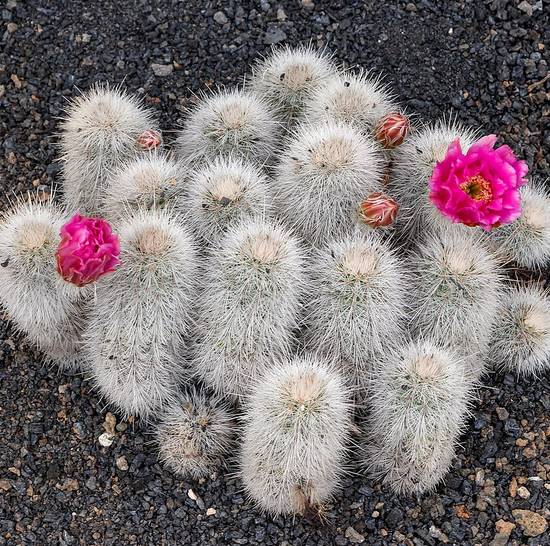 Echinocereus Nivosus