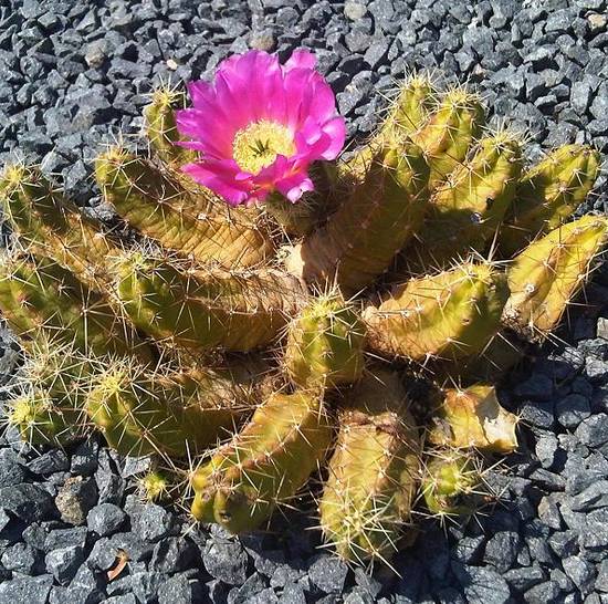 Echinocereus Pentalophus