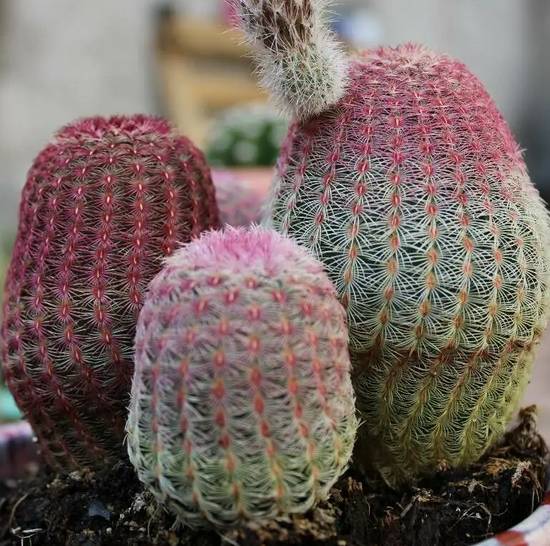 Echinocereus Rigidissimus Rubrispinus