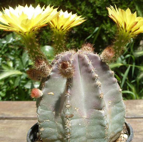 Echinocereus subinermis