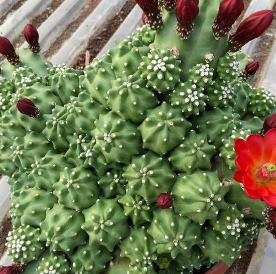 Echinocereus Triglochidiatus Inermis
