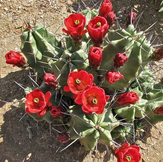 Echinocereus Triglochidiatus