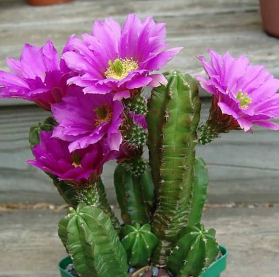 Echinocereus Viereckii Morricalii