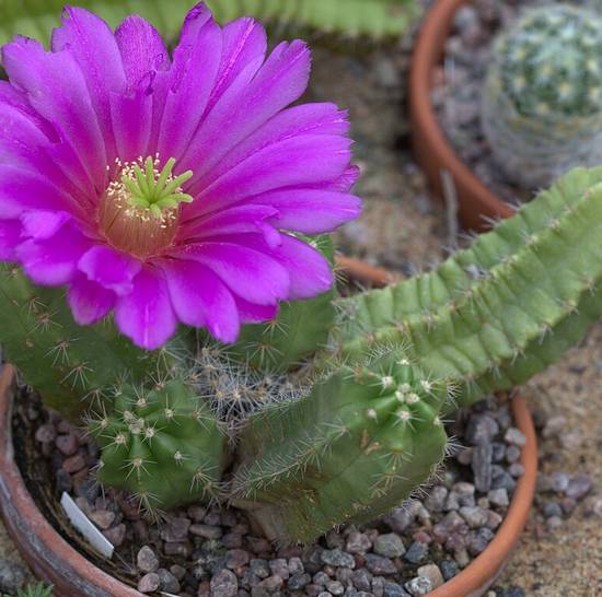 Echinocereus Viereckii