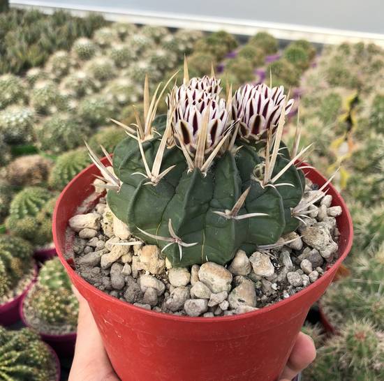 Echinofossulocactus Coptonogonus