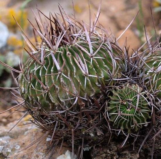 Echinofossulocactus