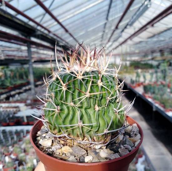 Echinofossulocactus