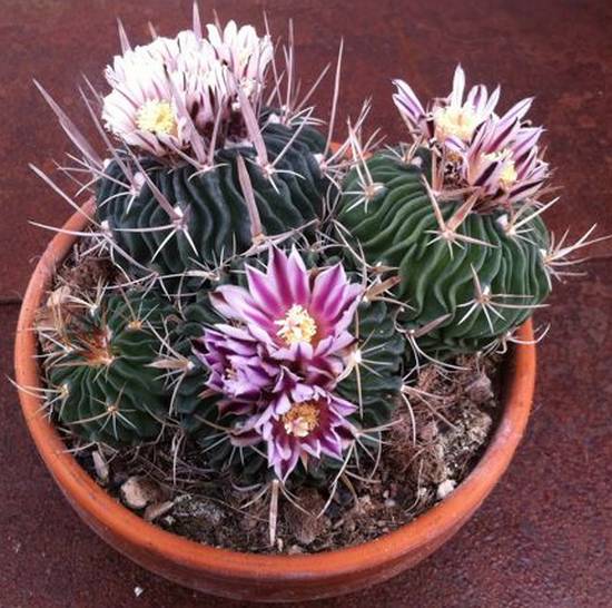 Echinofossulocactus