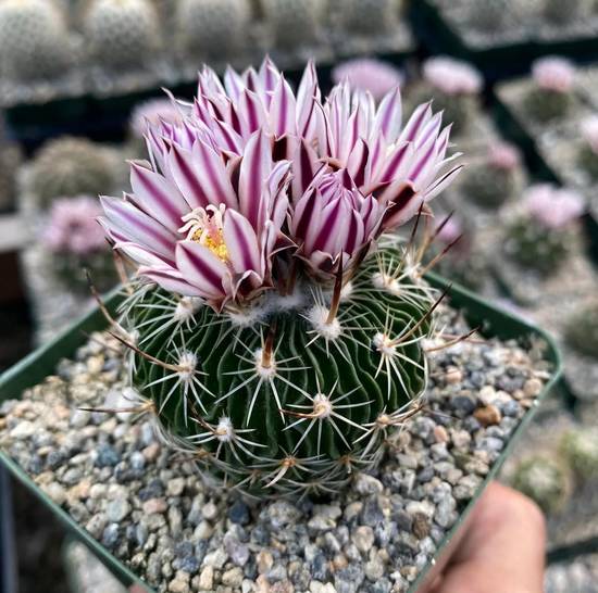 Echinofossulocactus