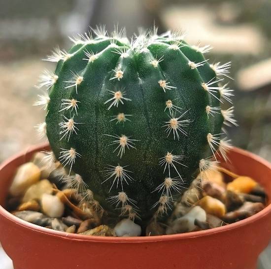 Echinopsis Arabesque