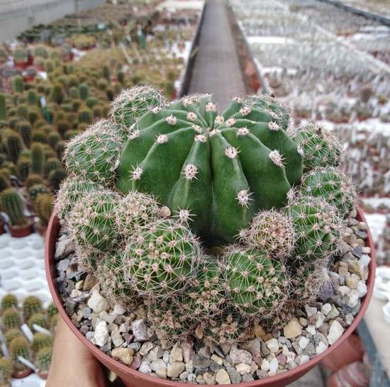 Echinopsis Eyriesii