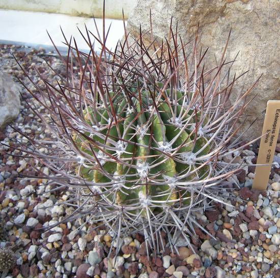 Echinopsis Ferox
