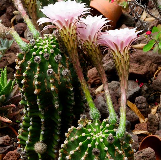 Echinopsis Multiplex
