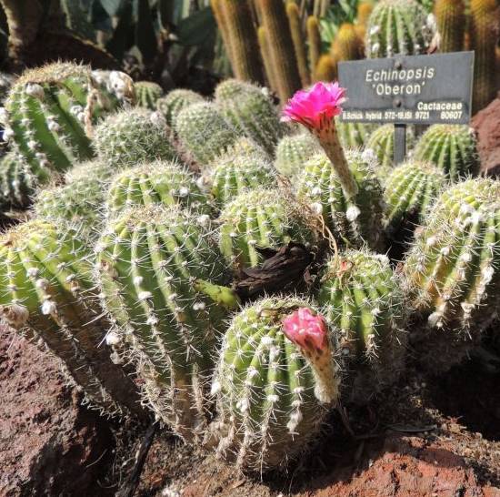 Echinopsis Oberon