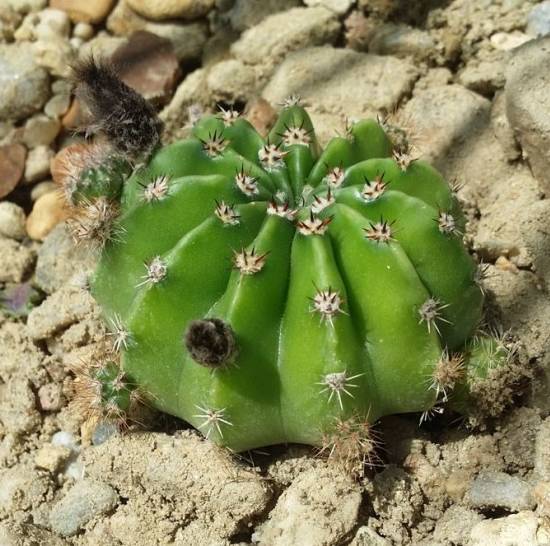 Echinopsis Oxygona