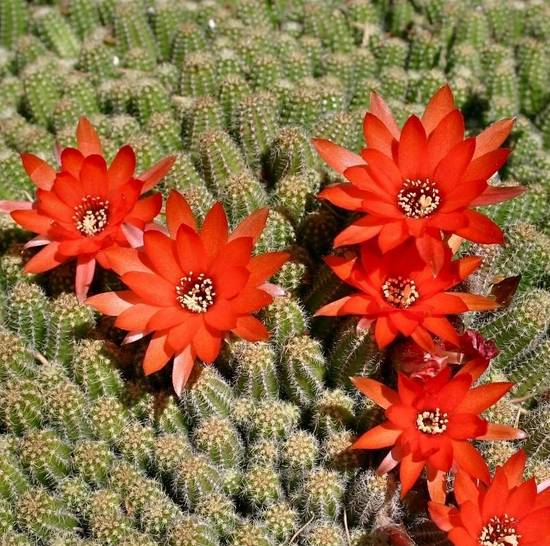 Echinopsis Silvestrii