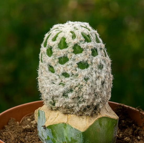Echinopsis Subdenudata Fuzzy Navel Monstruoso