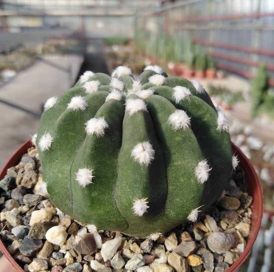 Echinopsis Subdenudata Fuzzy Navel