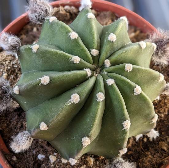 Echinopsis Subdenudata