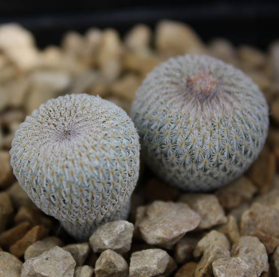 Epithelantha micromeris