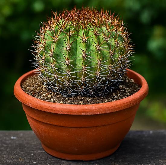 Eriosyce Ceratistes