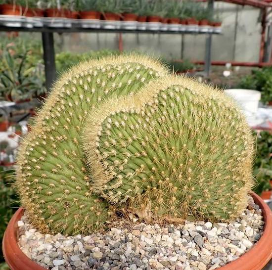 Espostoa Guentheri Cristata