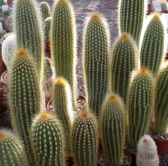 Espostoa Guentheri