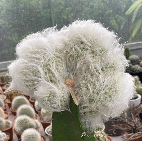 Espostoa Lanata Cristata